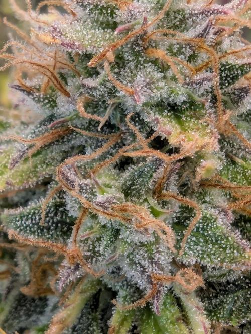 Zamnesia🍯Sticky Broccoli🥦EGC2026. Week 12