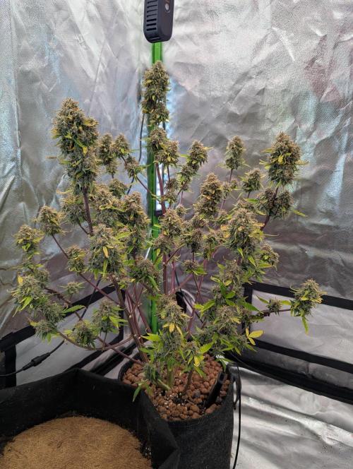 Zamnesia🍯Sticky Broccoli🥦EGC2026. Week 12