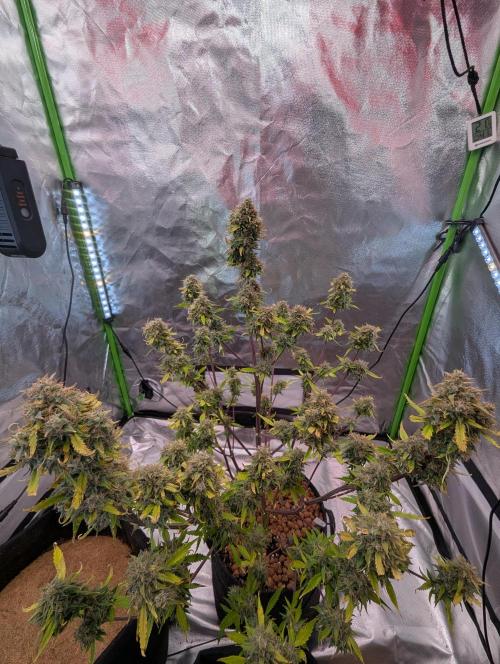 Zamnesia🍯Sticky Broccoli🥦EGC2026. Week 12