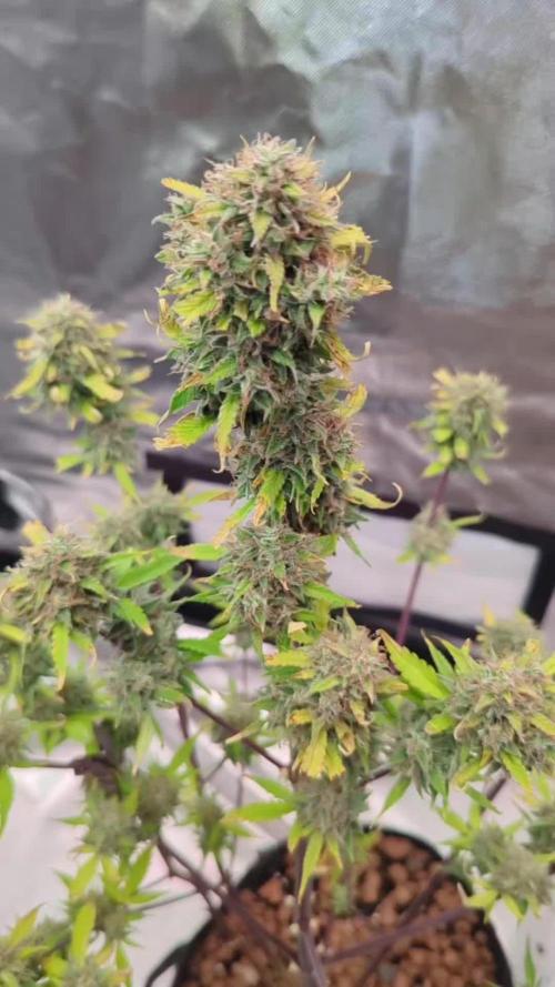 Zamnesia🍯Sticky Broccoli🥦EGC2026