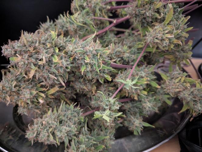 Zamnesia🍯Sticky Broccoli🥦EGC2026. Week 13