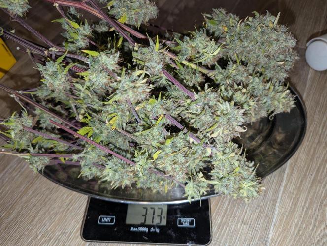 Zamnesia🍯Sticky Broccoli🥦EGC2026. Week 13