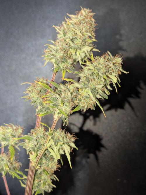 Zamnesia🍯Sticky Broccoli🥦EGC2026. Week 13