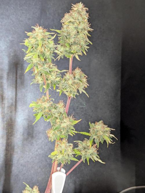 Zamnesia🍯Sticky Broccoli🥦EGC2026. Week 13