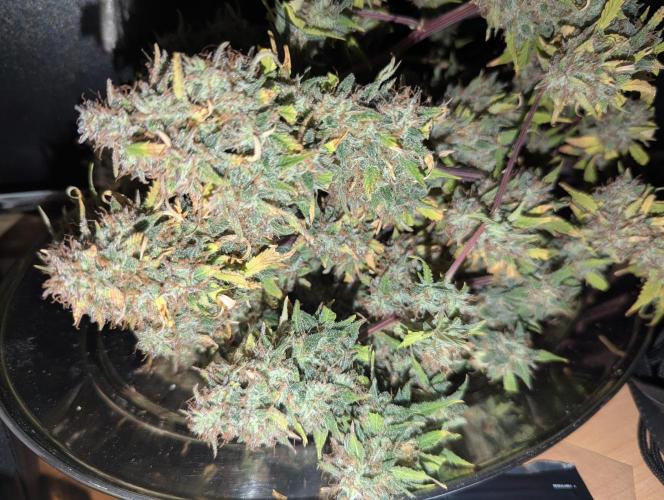 Zamnesia🍯Sticky Broccoli🥦EGC2026. Week 13