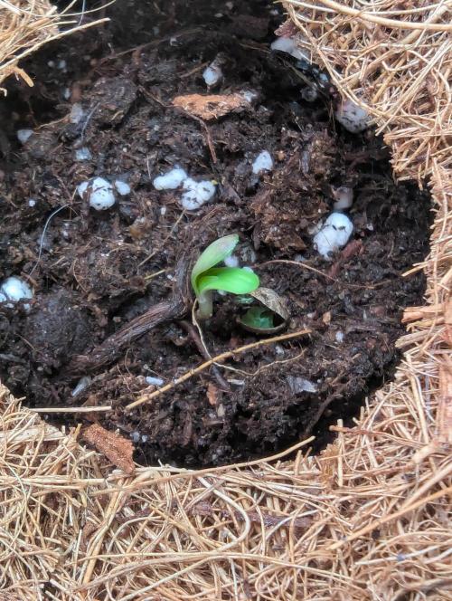 🍇Purple Opium auto-Divine Seeds. Week 0