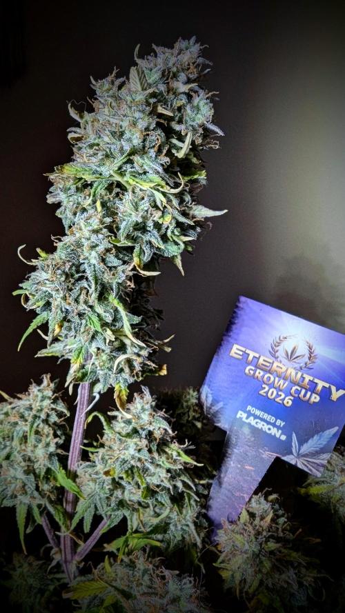 Zamnesia🍯Sticky Broccoli🥦EGC2026. Week 13