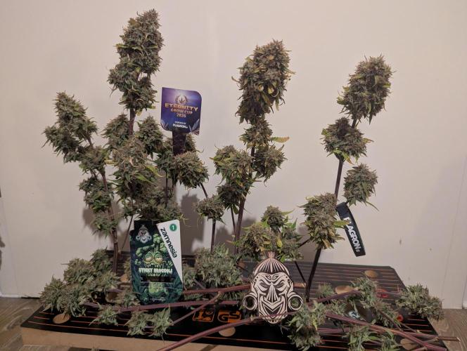 Zamnesia🍯Sticky Broccoli🥦EGC2026. Week 13