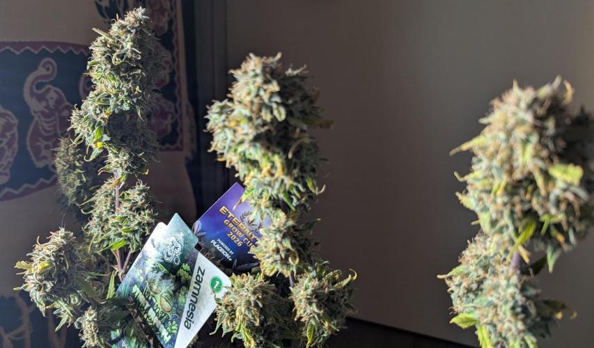 Zamnesia🍯Sticky Broccoli🥦EGC2026. Week 13