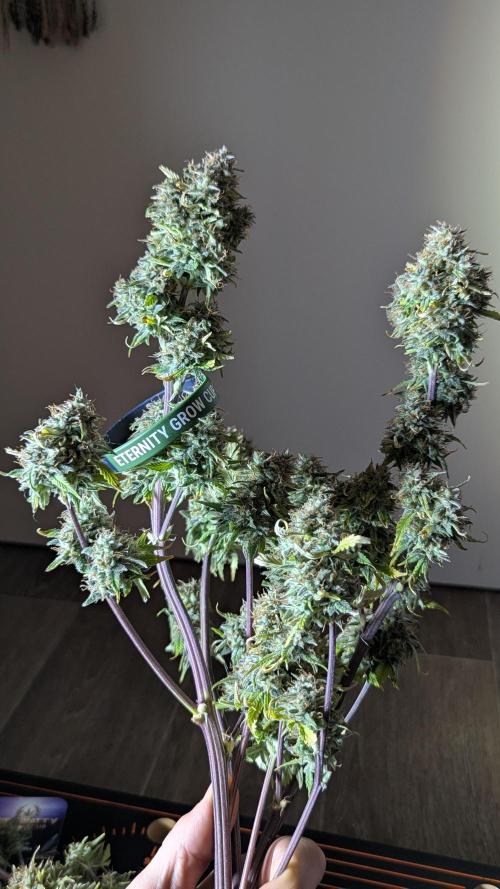 Zamnesia🍯Sticky Broccoli🥦EGC2026. Week 13