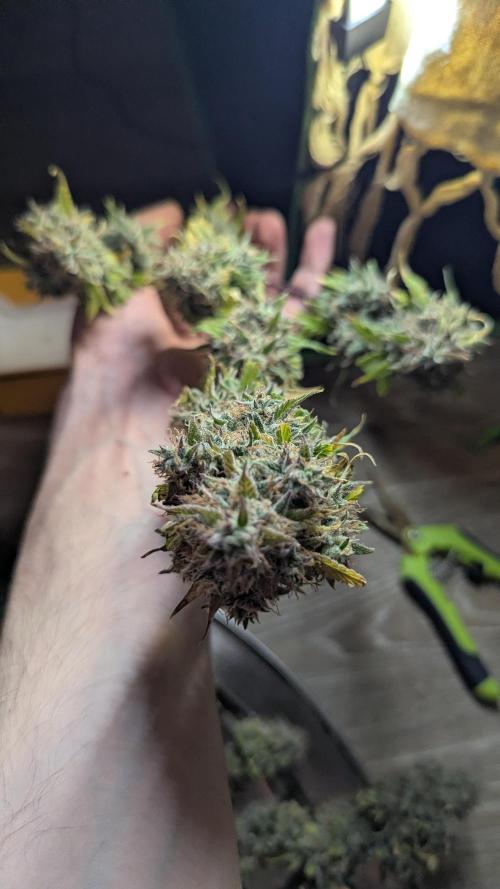 Zamnesia🍯Sticky Broccoli🥦EGC2026. Week 13