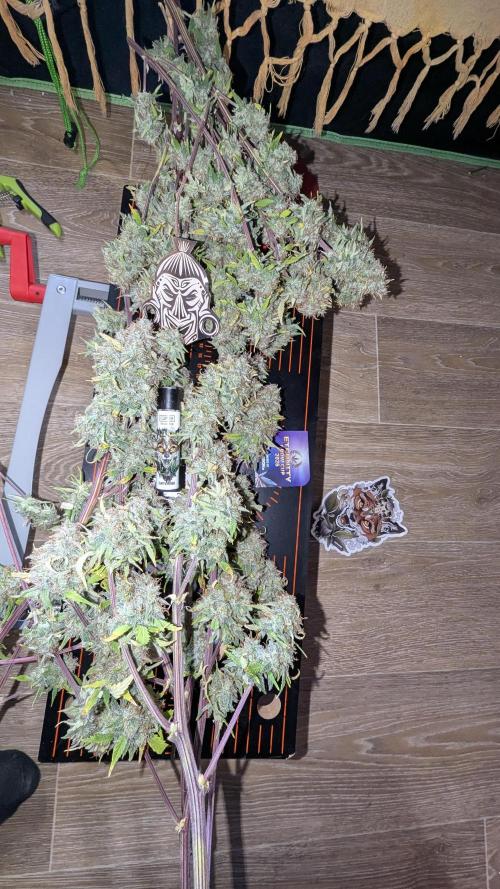 Zamnesia🍯Sticky Broccoli🥦EGC2026. Week 13