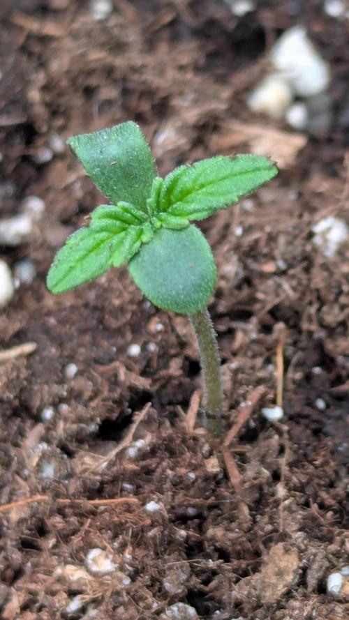 😈🍋Purple Lemonade auto - RQS🦁. Week 0 - plm