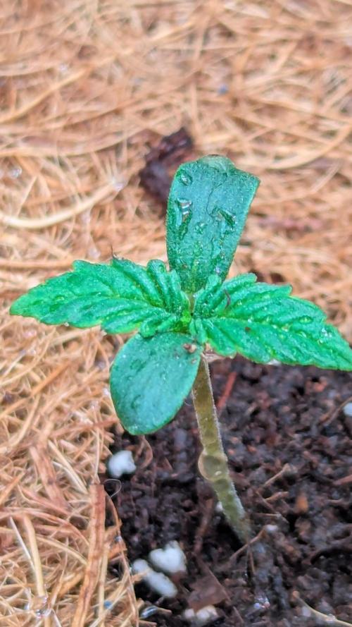 🍇Purple Opium auto-Divine Seeds. Week 0