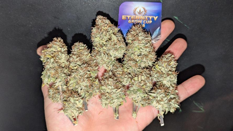 Zamnesia🍯Sticky Broccoli🥦EGC2026. Week 13