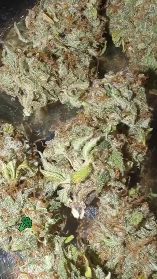 Zamnesia🍯Sticky Broccoli🥦EGC2026