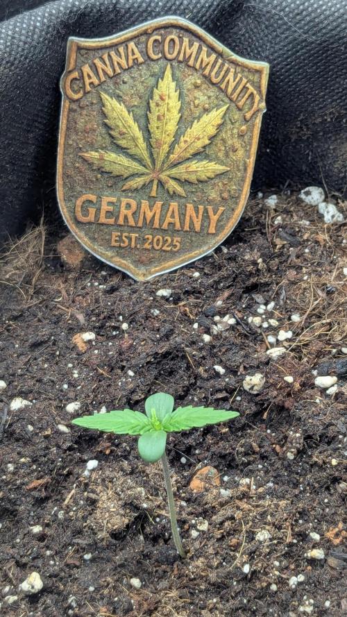 🍋Lemon 🍒 Cherry 🍪Cookies Auto. Week 1