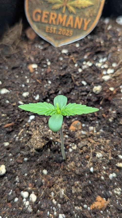 🍋Lemon 🍒 Cherry 🍪Cookies Auto. Week 1