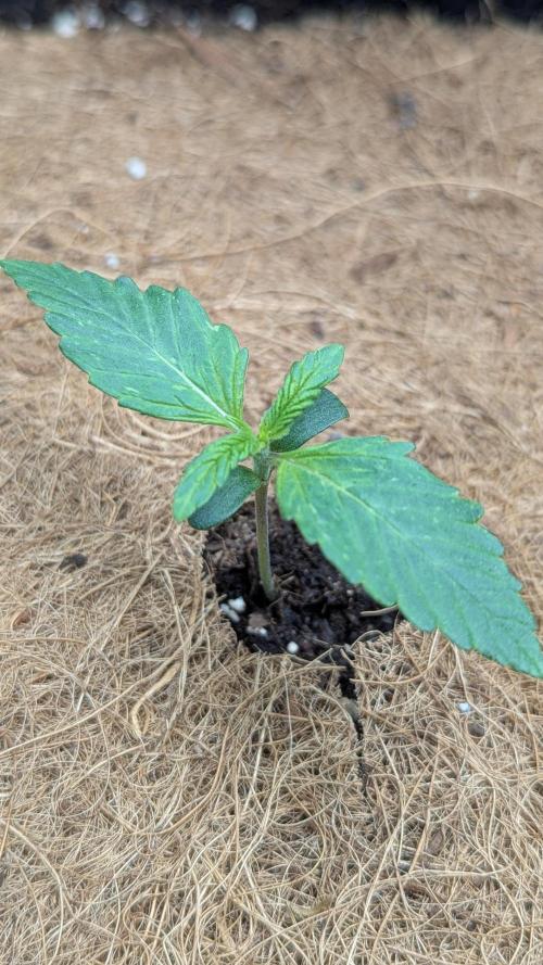 Auto Purple Opium. Week 1