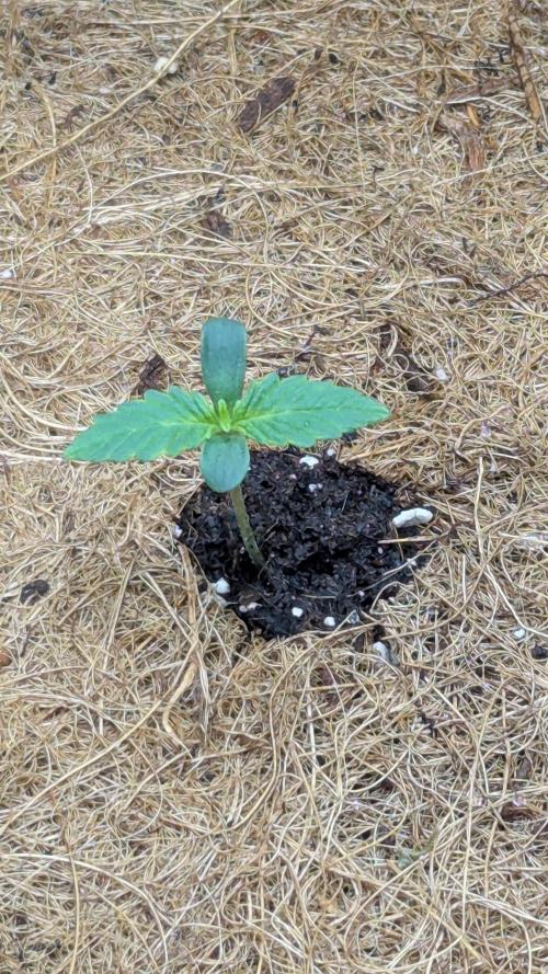 🍇Purple Opium auto-Divine Seeds. Week 1