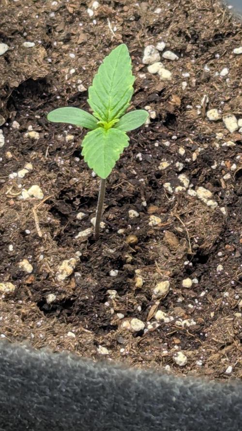 😈🍋Purple Lemonade auto - RQS🦁. Week 1 - Plo