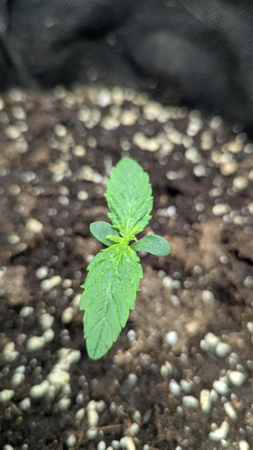 😈🍋Purple Lemonade auto - RQS🦁. Week 1 - Plm