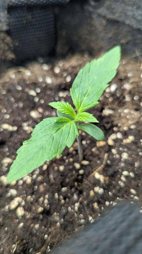 😈🍋Purple Lemonade auto - RQS🦁. Week 1 - Plo