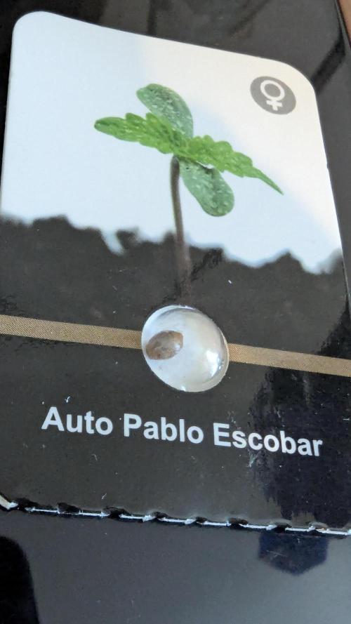🧔💸 Pablo Escobar-Divine Seeds. Week 0