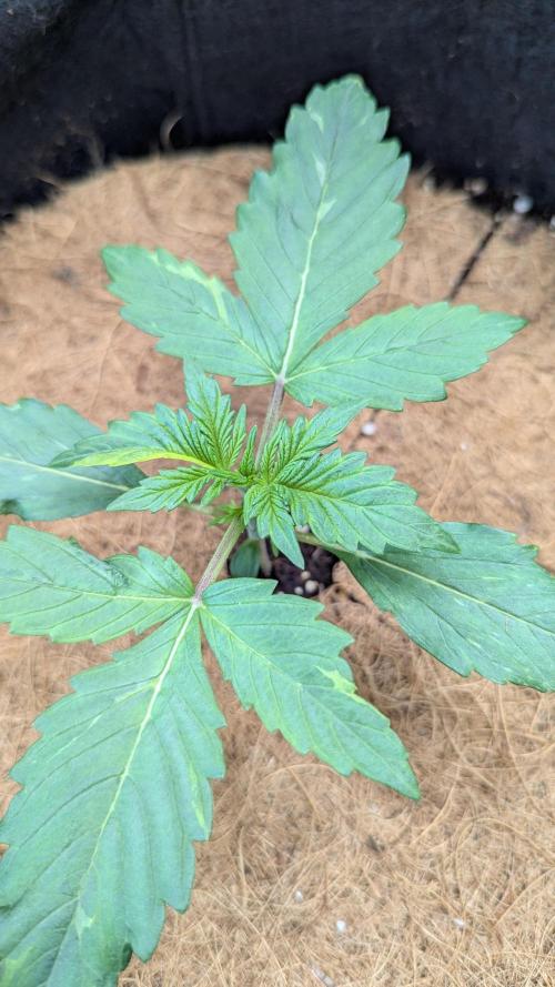 🍇Purple Opium auto-Divine Seeds. Week 1