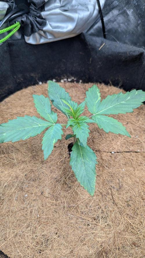 Auto Purple Opium. Week 1