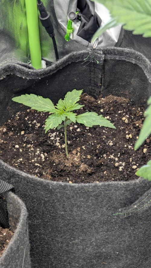 😈🍋Purple Lemonade auto - RQS🦁. Week 1 - Plm