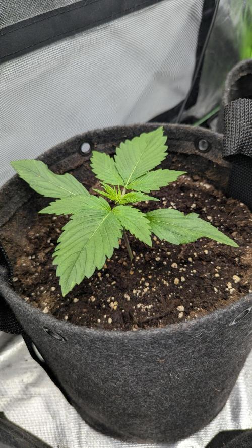😈🍋Purple Lemonade auto - RQS🦁. Week 1 - Plo