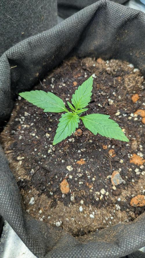 🍋Lemon 🍒 Cherry 🍪Cookies Auto. Week 1