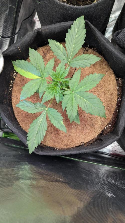 🍇Purple Opium auto-Divine Seeds. Week 2