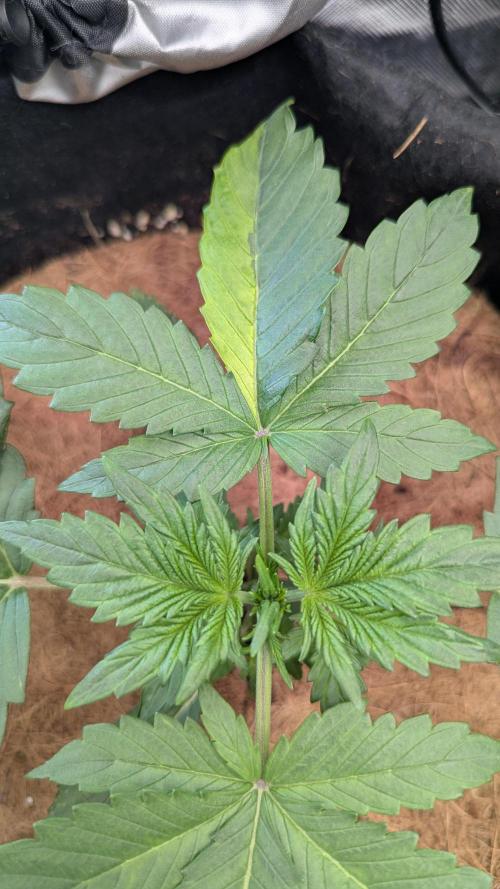 Auto Purple Opium. Week 2