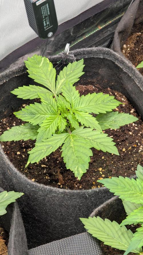 😈🍋Purple Lemonade auto - RQS🦁. Week 2 - Plm