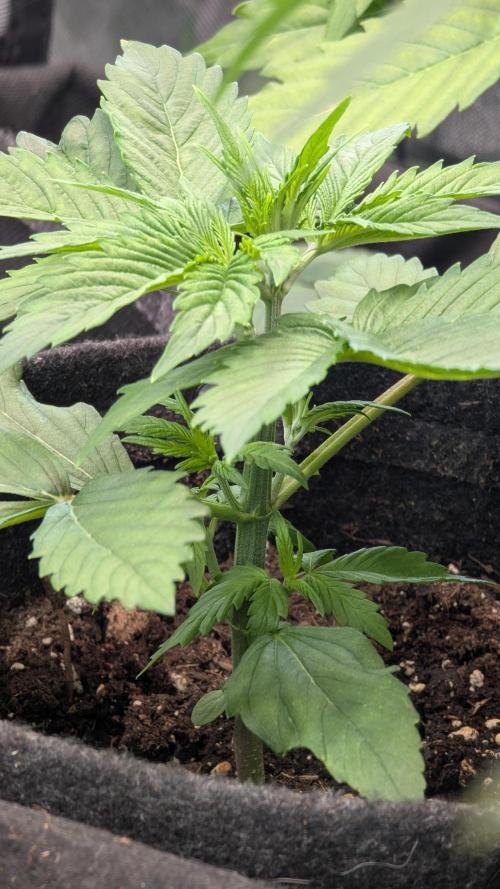 😈🍋Purple Lemonade auto - RQS🦁. Week 2