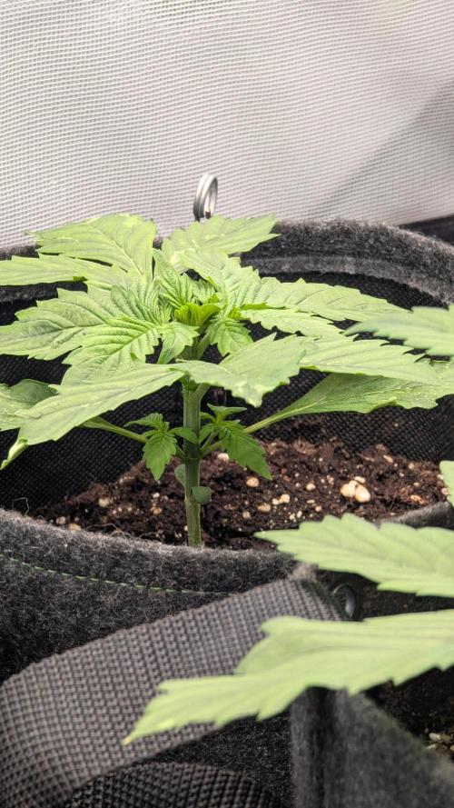 😈🍋Purple Lemonade auto - RQS🦁. Week 2