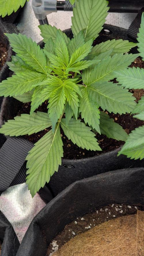😈🍋Purple Lemonade auto - RQS🦁. Week 2 - Plo