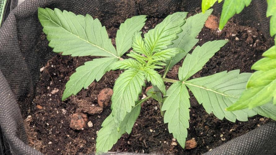 🍋Lemon 🍒 Cherry 🍪Cookies Auto. Week 2