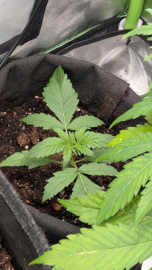 🍋Lemon 🍒 Cherry 🍪Cookies Auto. Week 2