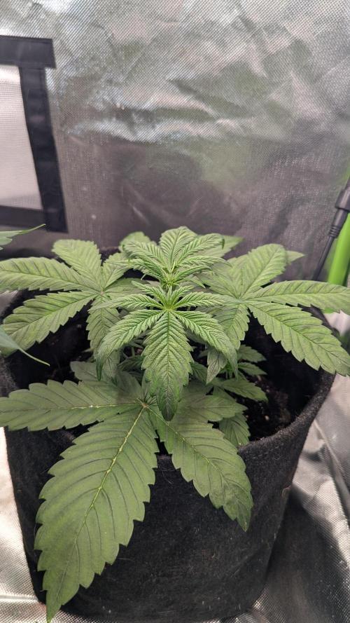 🍋Lemon 🍒 Cherry 🍪Cookies Auto. Week 3