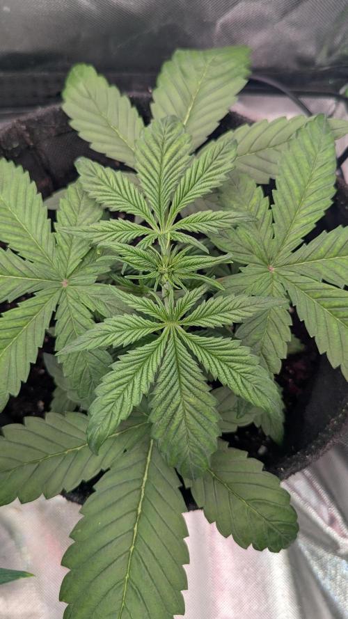 🍋Lemon 🍒 Cherry 🍪Cookies Auto. Week 3