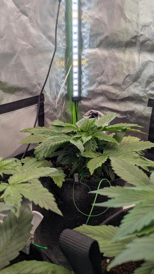 😈🍋Purple Lemonade auto - RQS🦁. Week 3