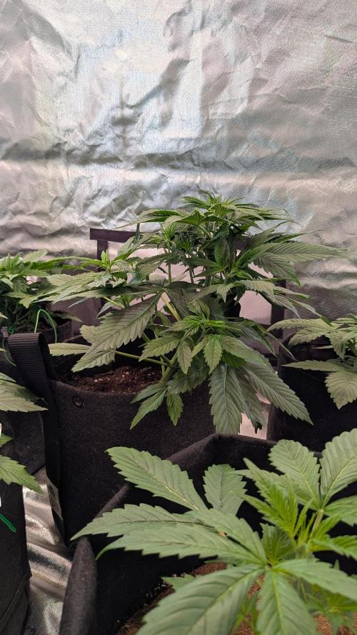 😈🍋Purple Lemonade auto - RQS🦁. Week 3