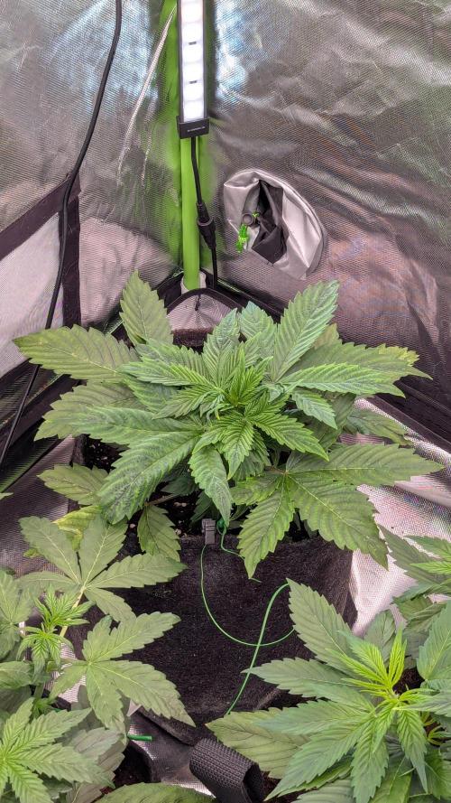 😈🍋Purple Lemonade auto - RQS🦁. Week 3