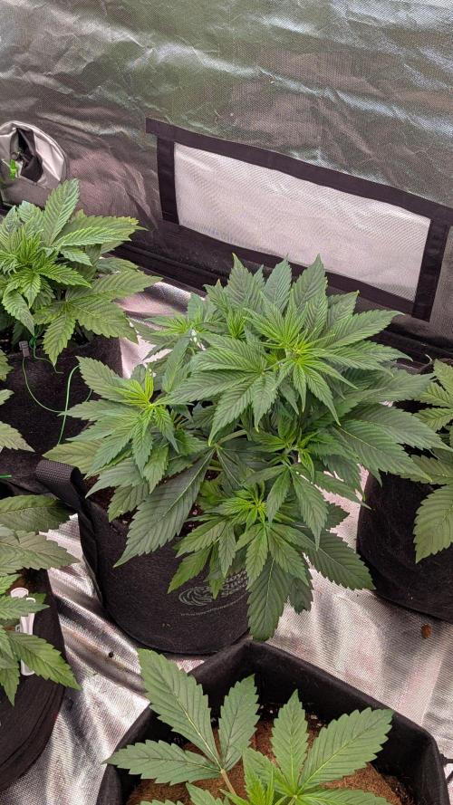 😈🍋Purple Lemonade auto - RQS🦁. Week 3