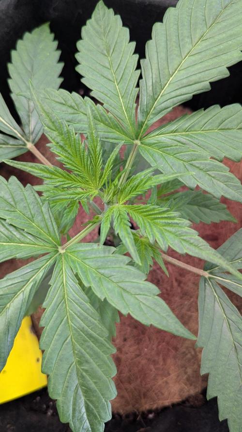 🧔💸 Pablo Escobar-Divine Seeds. Week 3