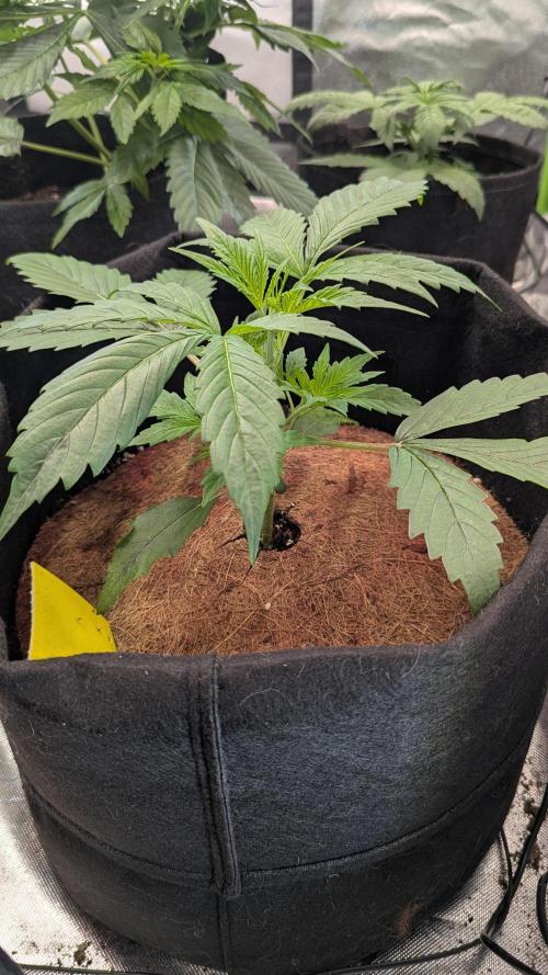 Auto Pablo Escobar. Week 3