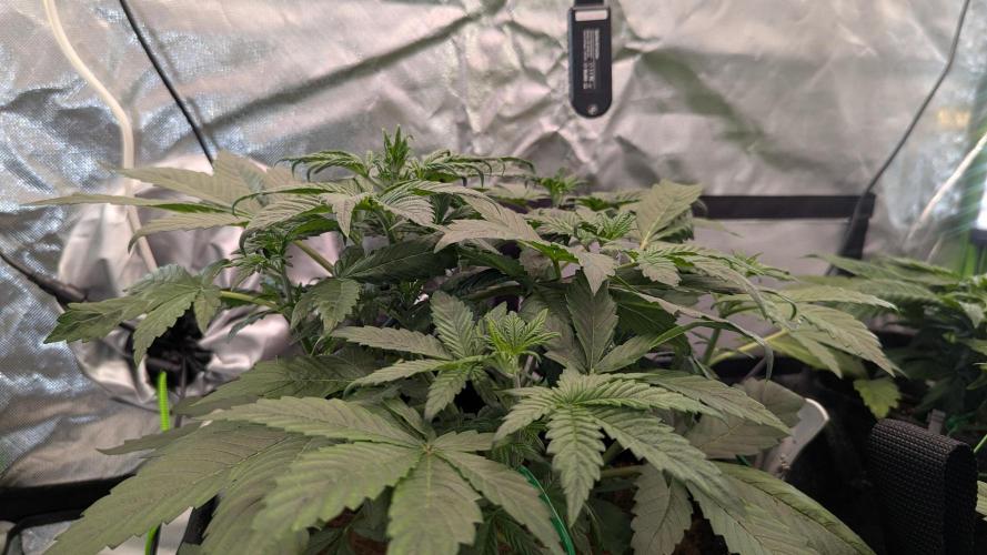 🍇Purple Opium auto-Divine Seeds. Week 3